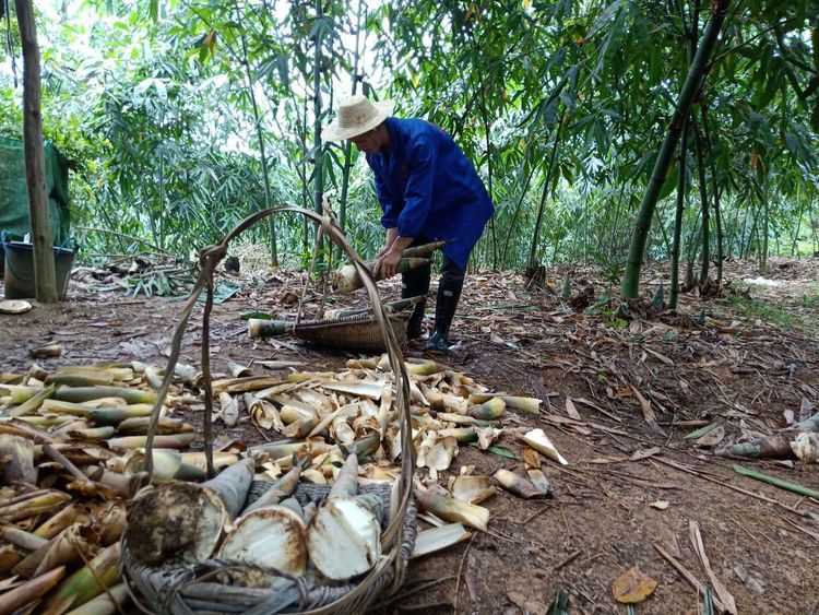 良品铺子：18 年坚守， “三产融合”助力百万农户增收致富