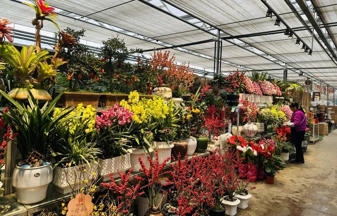 春节临近年宵花市场火爆!企查查:今年已注册鲜花企业超2千家