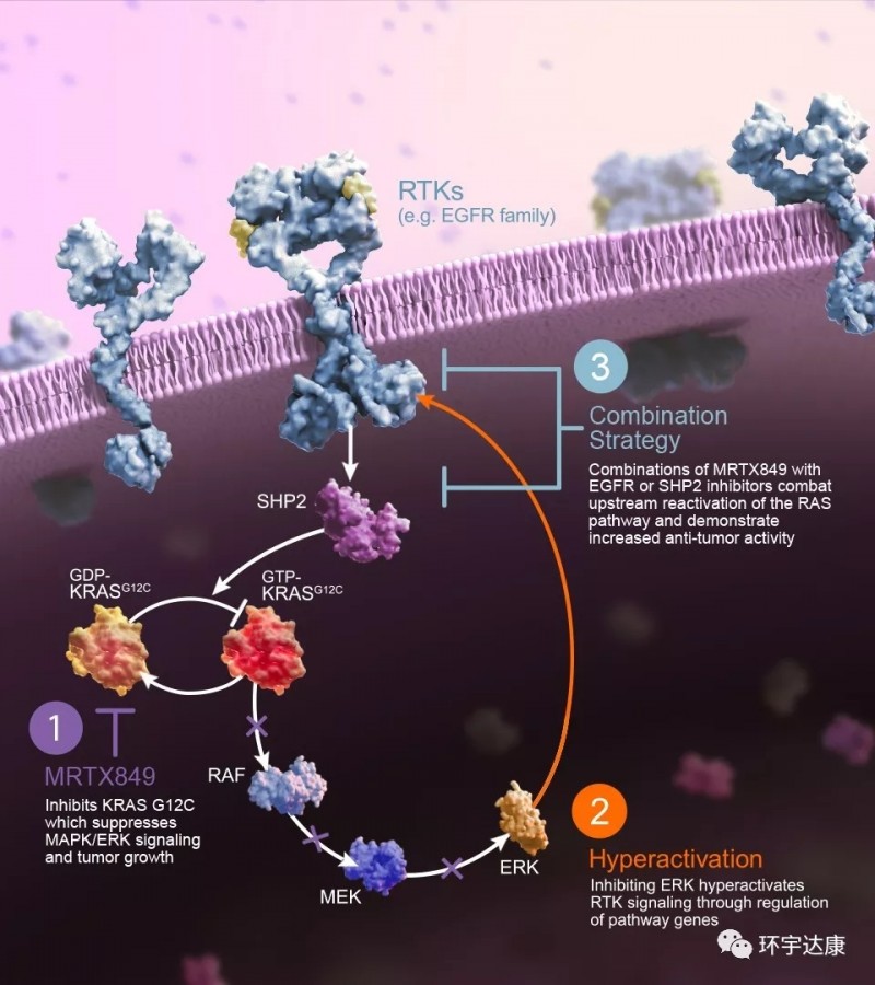 微芯生物:西达本胺联合替雷利珠单抗治疗一线非小细胞肺癌II期临床试验已完成