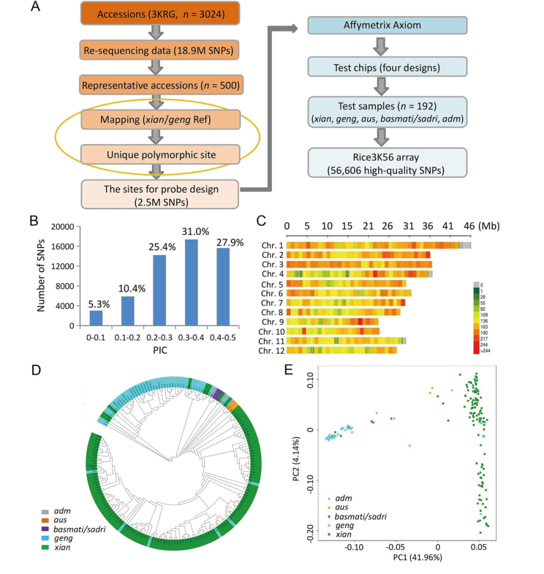 2025年生物育种行业细分市场分析――水稻育种【组图】