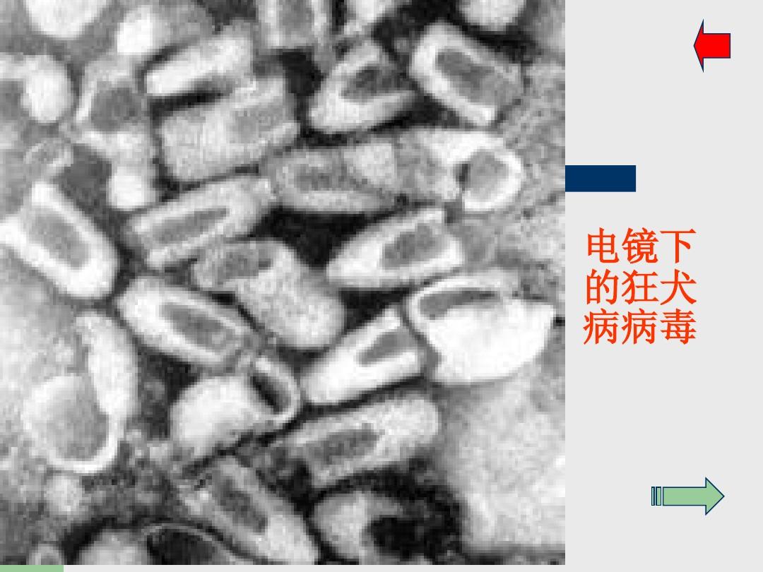 智翔金泰：公司自主研发的斯乐韦米单抗注射液用于成人疑似狂犬病病毒暴露后的被动免疫适应症