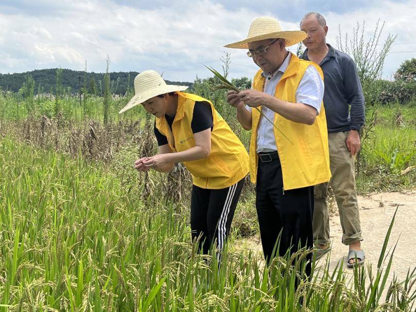 金融活水润巴渝：中国人寿寿险公司创新服务助力乡村振兴纪实
