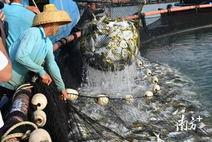 粤海饲料：公司水产饲料品类齐全，海水鱼料、虾料等特种水产饲料近年销售占比均超70%