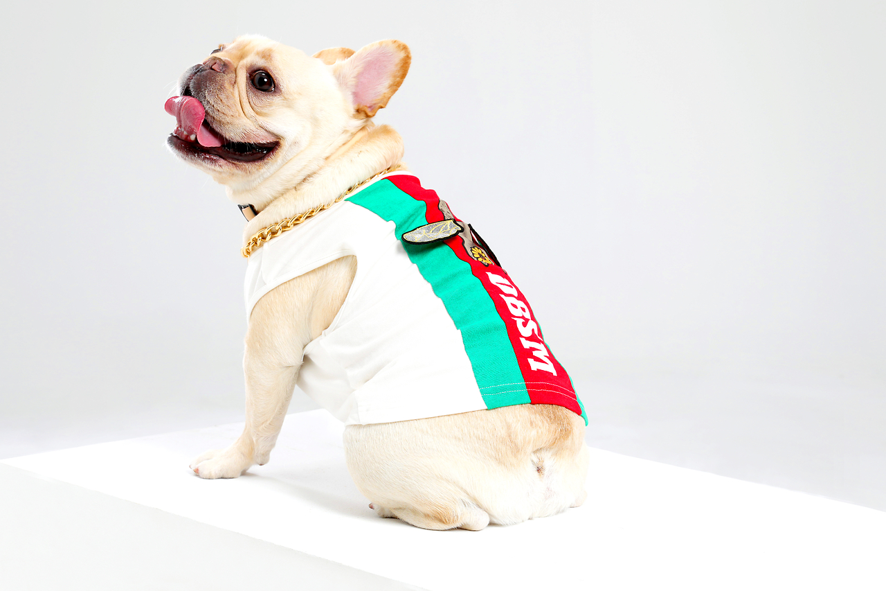 宠物服装“闷声发大财”,企查查:相关企业多分布在一二线城市