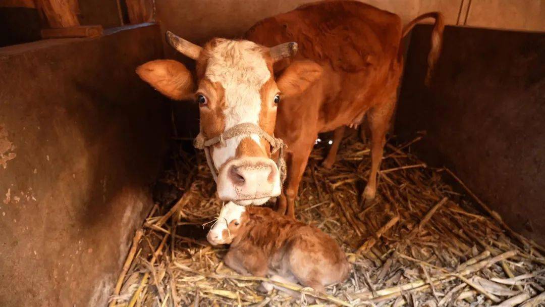 和林微纳最新公告：拟投资不超过7.61亿元购买土地使用权并建设新项目