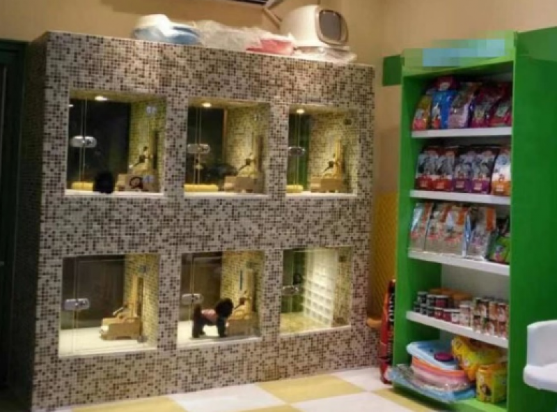 春节宠物寄养订单爆了！宠物寄养相关企业超9千家，新一线城市最多