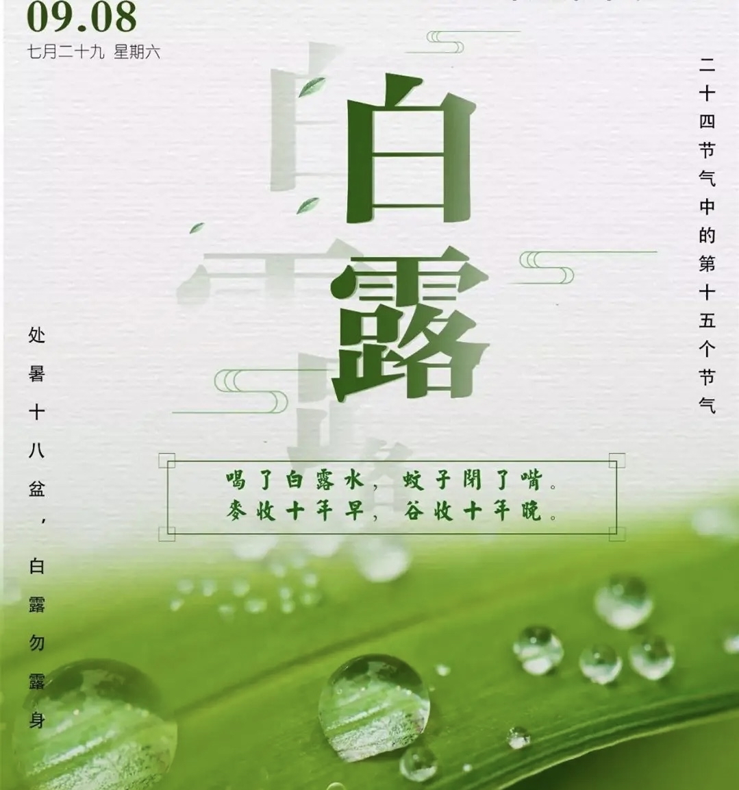 节气物候图鉴：白露至凉意生 全国玉露生凉地图看哪里率先迎秋凉